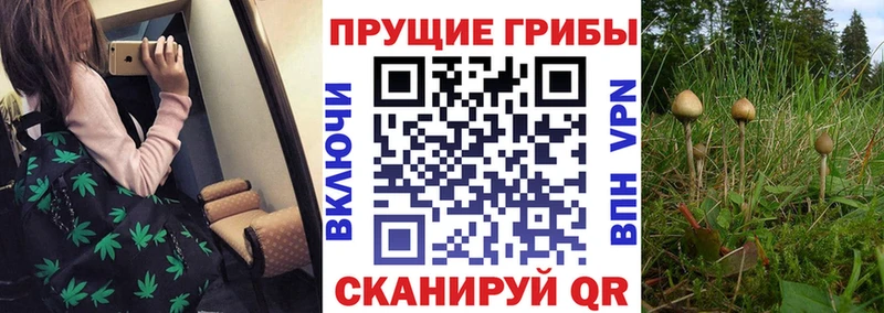 как найти   Анжеро-Судженск  Псилоцибиновые грибы мицелий 